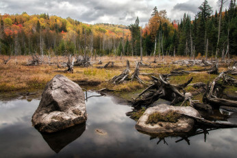 Картинка природа реки озера лес река