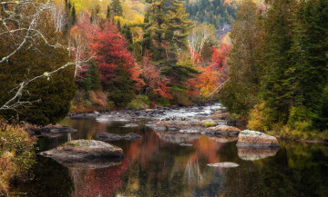 Картинка природа реки озера лес река