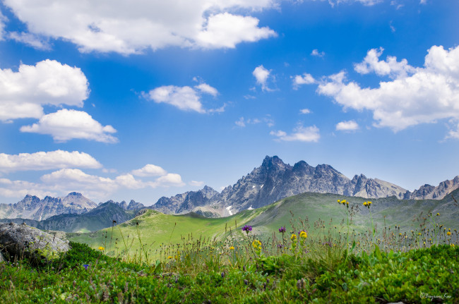 Обои картинки фото природа, луга, трава, цветы, горы