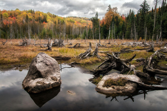 Обои картинки фото природа, реки, озера, лес, река