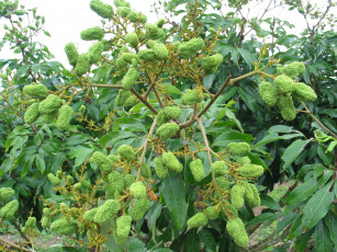 Картинка природа плоды ветка