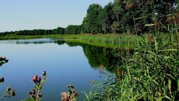 Картинка природа реки озера озеро деревья