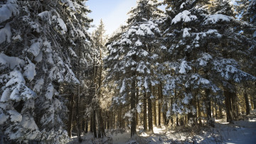 Картинка природа зима деревья