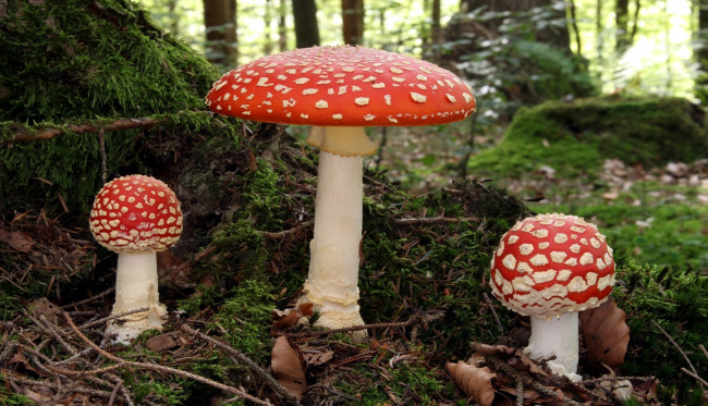 Обои картинки фото природа, грибы,  мухомор, трио, семейка