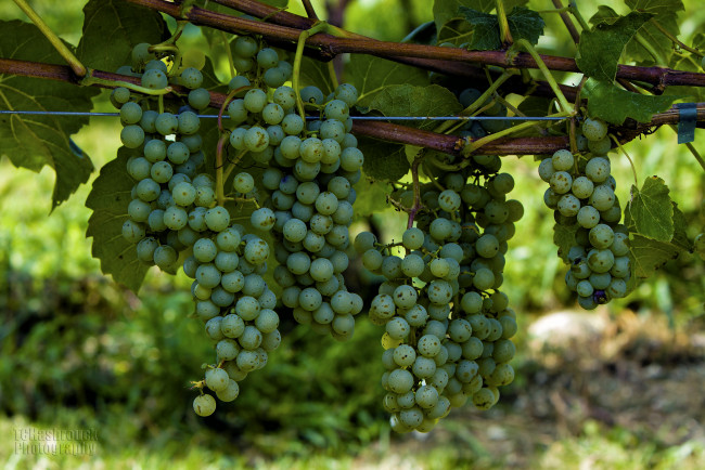 Обои картинки фото природа, Ягоды,  виноград, грозди