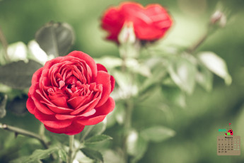 Картинка календари цветы бутон 2018