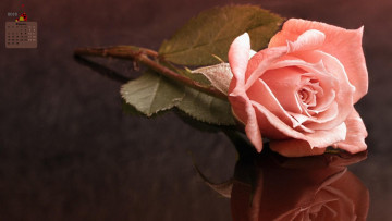 обоя календари, цветы, 2018, роза