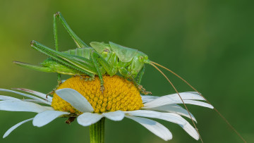 Картинка животные кузнечики +саранча кузнечик цветок