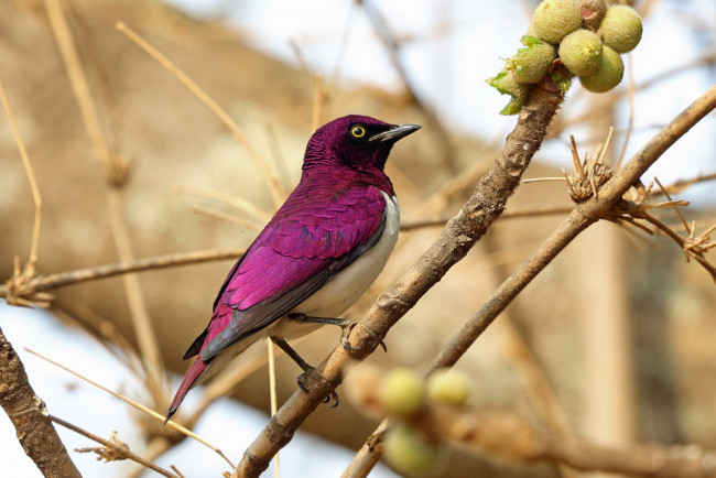 Обои картинки фото аметистовый скворец, животные, птицы, ветка, птица, скворец, аметистовый