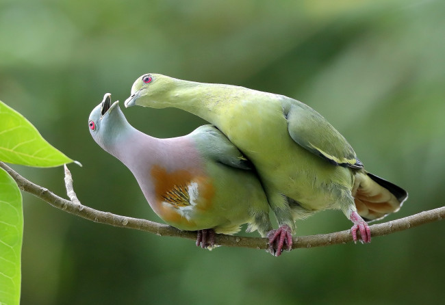Обои картинки фото Японский зелёный голубь, животные, голуби, птицы, зелёные, Японские
