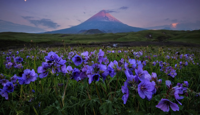 Обои картинки фото природа, луга, горы, луг, цветы, герань