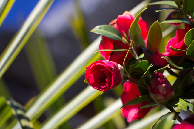 Обои картинки фото цветы, камелии, куст, камелия, бутоны