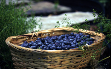 Картинка еда голубика +черника корзина черника ягоды