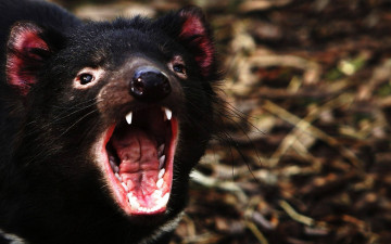 Картинка животные тасманийский+дьявол тасманийский дьявол пасть