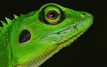 Картинка животные ящерицы +игуаны +вараны ящерица голова