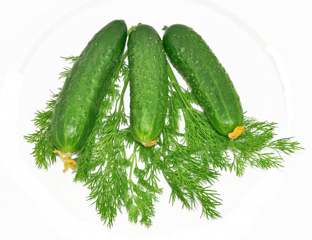 Обои картинки фото еда, огурцы, свежие, укроп