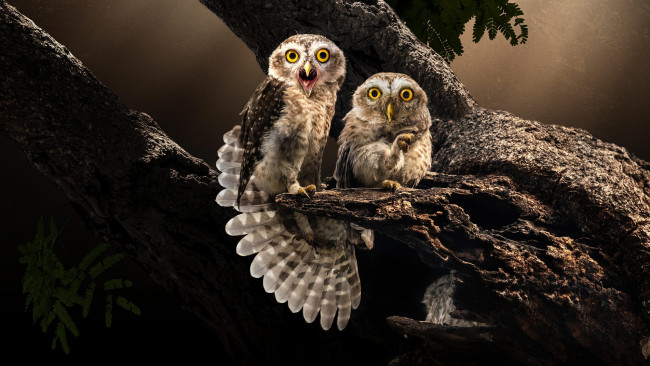 Обои картинки фото животные, совы, птицы, пара