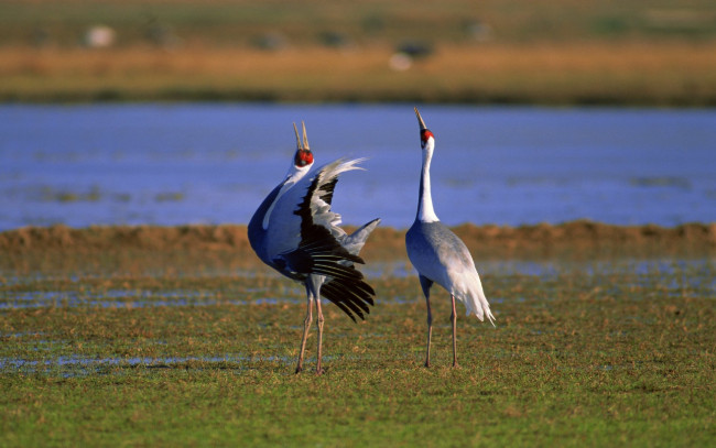 Обои картинки фото животные, журавли, озеро