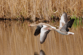 Картинка животные гуси
