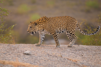 обоя животные, леопарды, леопард