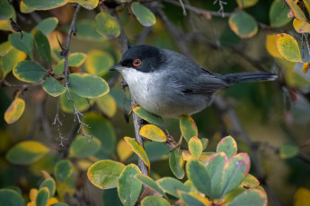Картинка животные птицы птичка