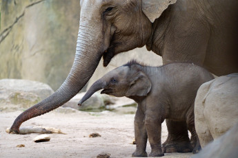 Картинка животные слоны