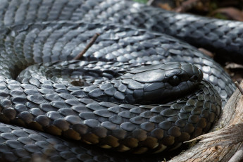 Картинка животные змеи +питоны +кобры змея