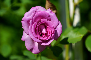 Картинка цветы розы роза