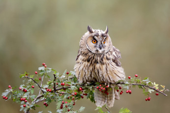 Картинка животные совы взгляд ягоды фон сова птица ветка плоды филин
