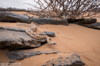 Картинка животные змеи +питоны +кобры змея