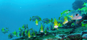 обоя животные, рыбы