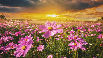 Картинка цветы космея лето небо свет космеи