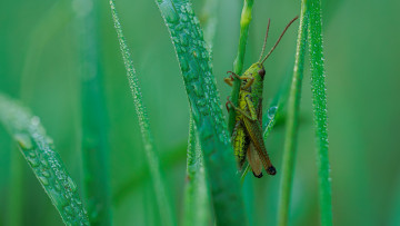 обоя животные, кузнечики,  саранча, кузнечик