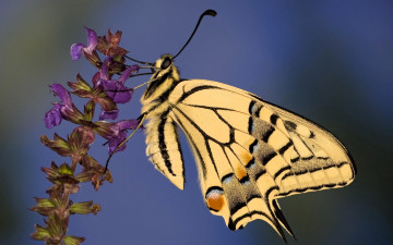 Картинка животные бабочки +мотыльки +моли бабочка махаон цветок