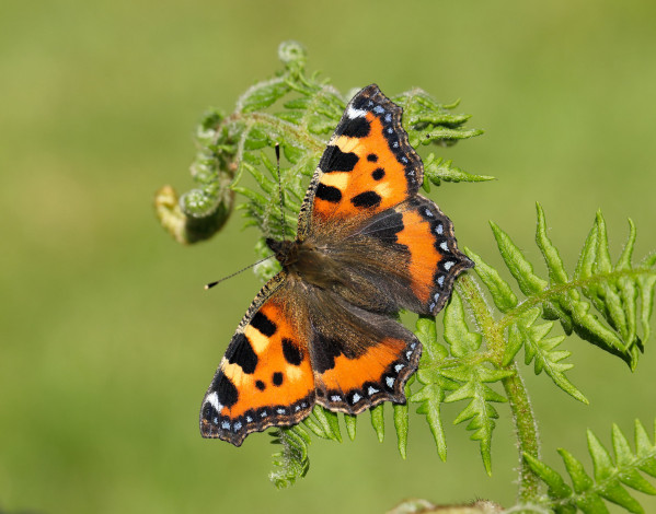 Обои картинки фото животные, бабочки,  мотыльки,  моли, бабочка