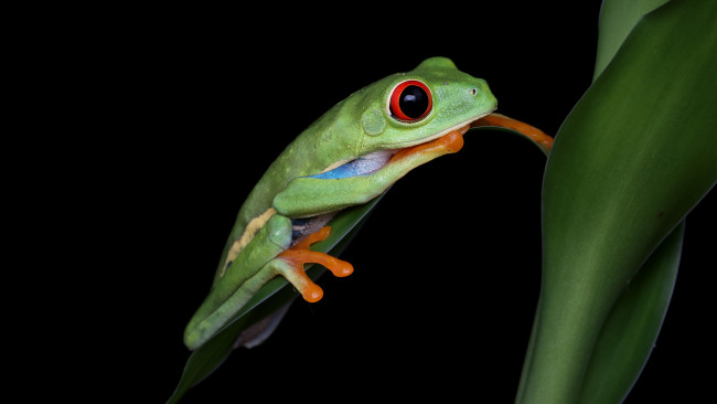 Обои картинки фото животные, лягушки, взгляд, поза, растение, лягушка, стебель, черный, фон, парочка, дуэт