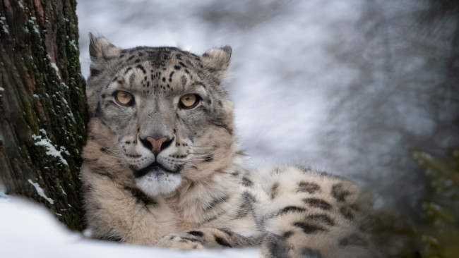Обои картинки фото животные, снежный барс , ирбис