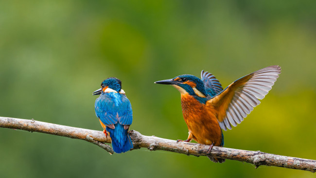 Обои картинки фото животные, зимородки