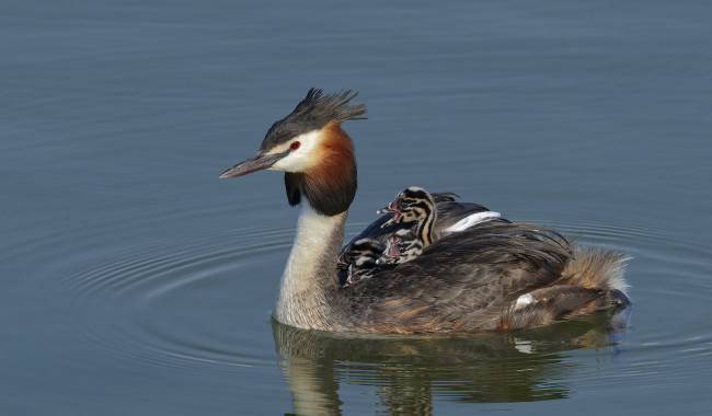 Обои картинки фото животные, чомги , поганки, семья