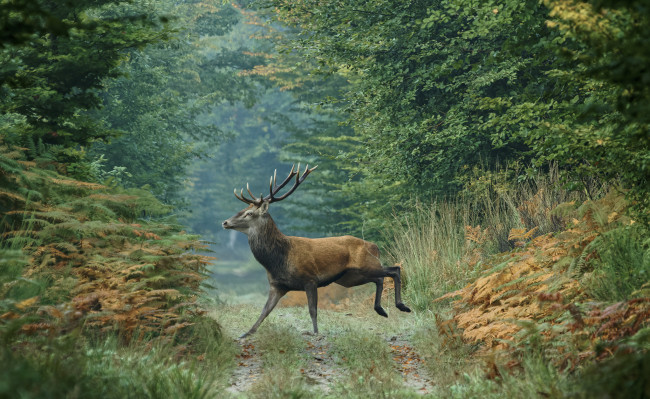 Обои картинки фото животные, олени, олень