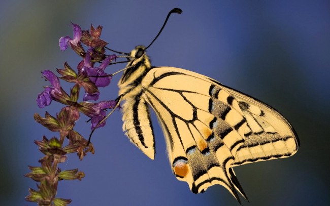 Обои картинки фото животные, бабочки,  мотыльки,  моли, бабочка, махаон, цветок