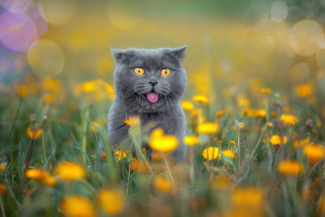 Обои картинки фото животные, коты, британская, короткошёрстная, кошка