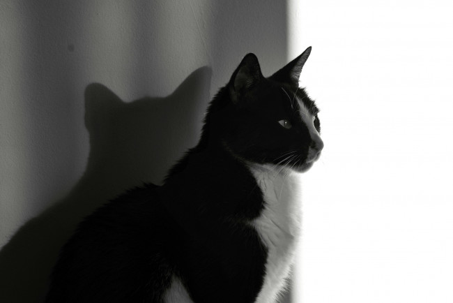 Обои картинки фото животные, коты, кот, кошка