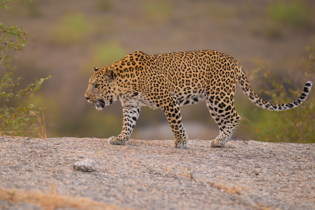 Обои картинки фото животные, леопарды, леопард