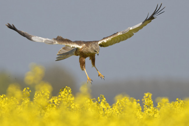 Обои картинки фото животные, птицы - хищники, парит