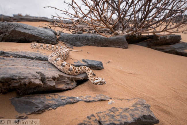 Обои картинки фото животные, змеи,  питоны,  кобры, змея