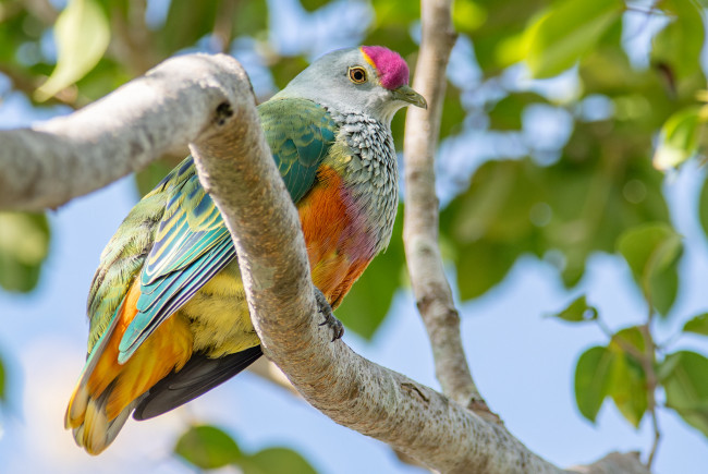 Обои картинки фото животные, птицы, птица