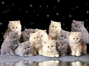 Картинка животные коты