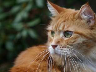 Картинка животные коты