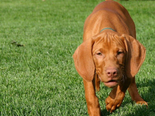 Картинка животные собаки